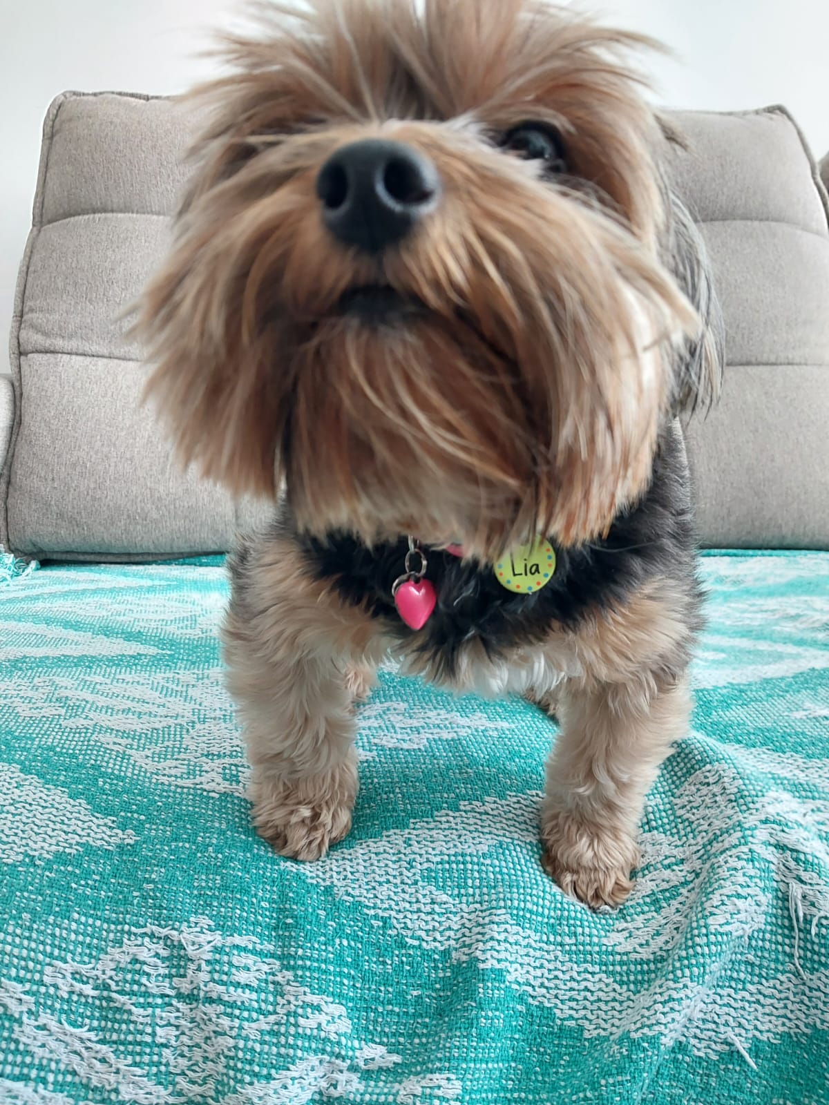 Dra. Patrícia Wong com um pet
